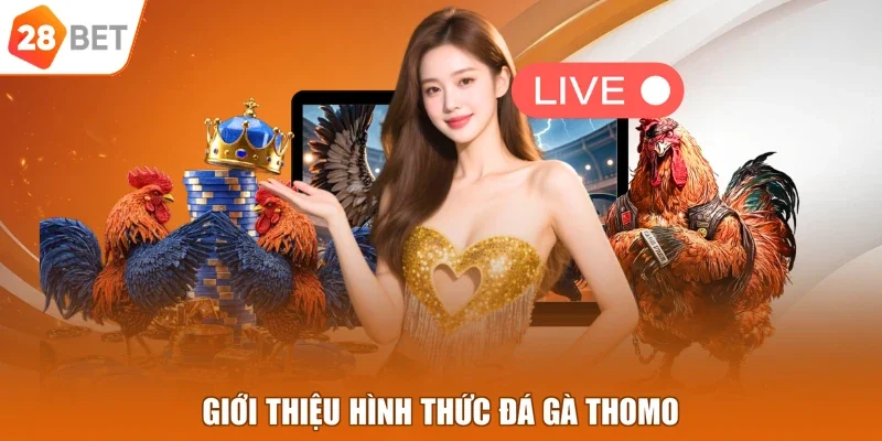 Giới thiệu hình thức đá gà Thomo