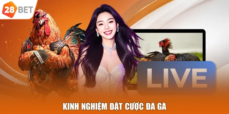 Kinh nghiệm đặt cược đá gà