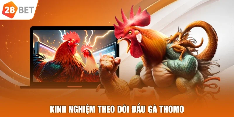 Kinh nghiệm theo dõi đấu gà Thomo