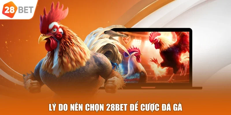 Lý do nên chọn 28BET để cược đá gà