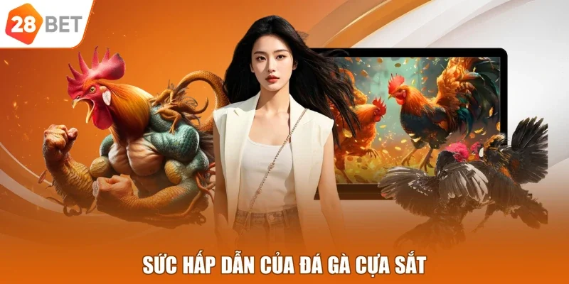 Sức hấp dẫn của đá gà cựa sắt